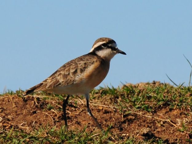 Kittlitz plover - Tala