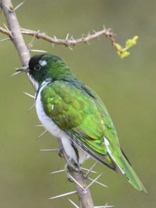 Klaass Cuckoo - Heidelberg