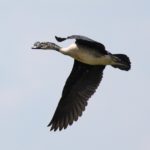 Knob-billed Duck - Harare