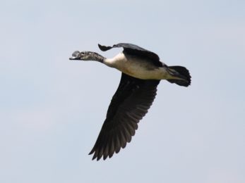 Knob-billed Duck - Harare