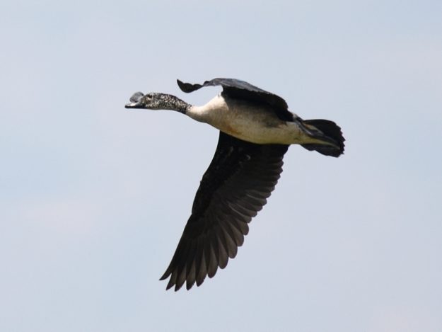Knob-billed Duck - Harare