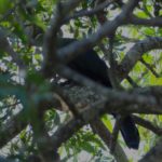 Knysna Turaco - Umdoni