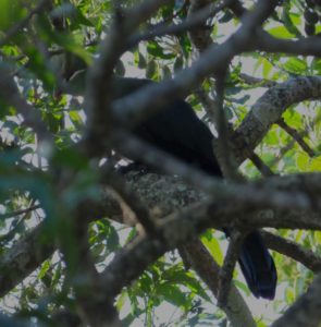 Knysna Turaco - Umdoni