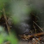 Knysna Warbler - Heidelberg