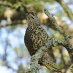 Knysna Woodpecker - Heidelberg
