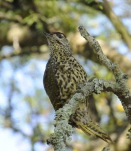 Knysna Woodpecker - Heidelberg