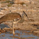 Kori Bustard 2 - Etosha