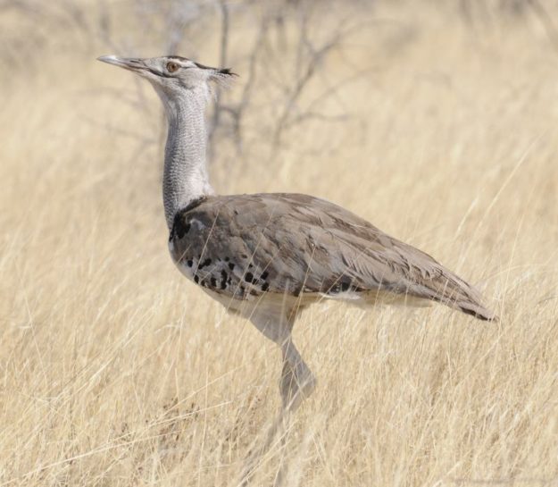 Kori Bustard