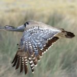 Kori Bustard - Etosha