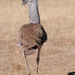 Kori Bustard - Kgalagadi