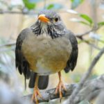 Kurrichane Thrush 2 - Mkhuze