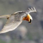 Bearded vulture 2 - Vulture Hide