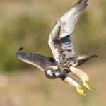 Lanner Falcon 1 - Addo