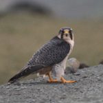 Lanner Falcon - Ntsikeni