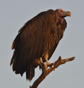 Lappet Faced Vulture - Kruger