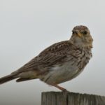 Large-Billed Lark - Heidelberg