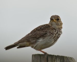 Large-Billed Lark - Heidelberg