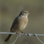 Lark-Like Bunting - Klipplaats