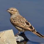 Lark-Like Bunting - Tankwa