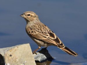Lark-Like Bunting - Tankwa