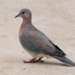 Laughing Dove - Pilanesberg