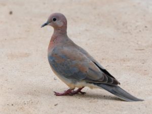 Laughing Dove - Pilanesberg