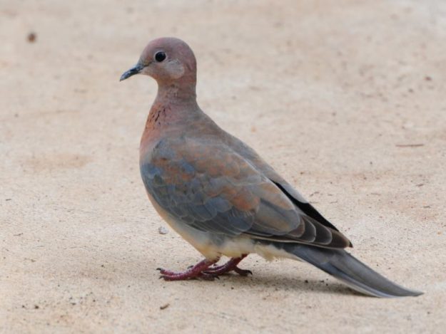 Laughing Dove - Pilanesberg