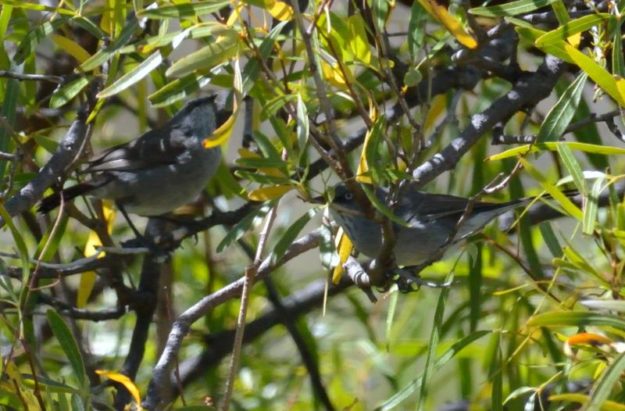 Layards Tit-Babbler - Anysberg