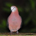 Lemon Dove - Umdoni