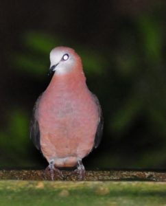 Lemon Dove - Umdoni
