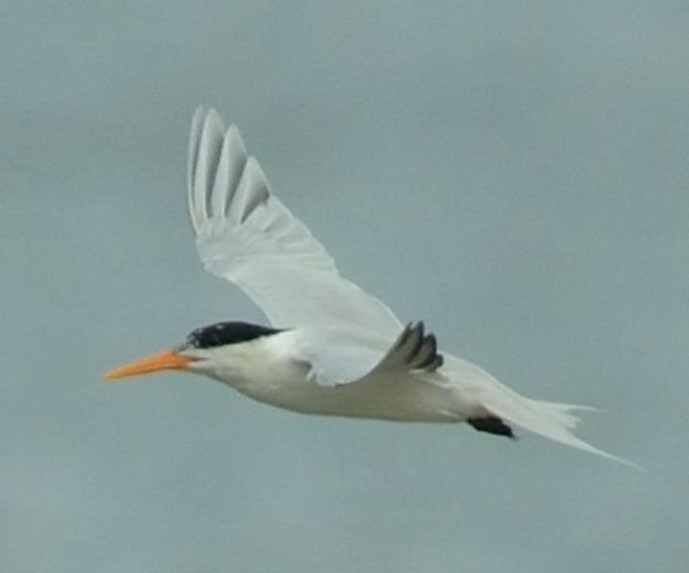 Lesser Crested Tern - Durban Pelagic