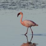 Lesser Flamingo - Barberspan