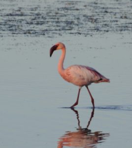 Lesser Flamingo - Barberspan