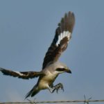 Lesser Grey Shrike - Ventersdorp