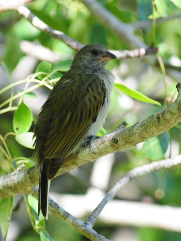 Lesser Honeyguide - Chidenguele