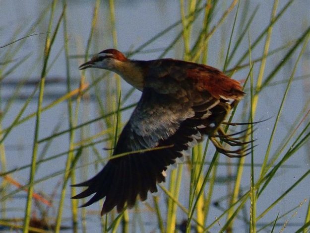 Lesser Jacana - Chobe