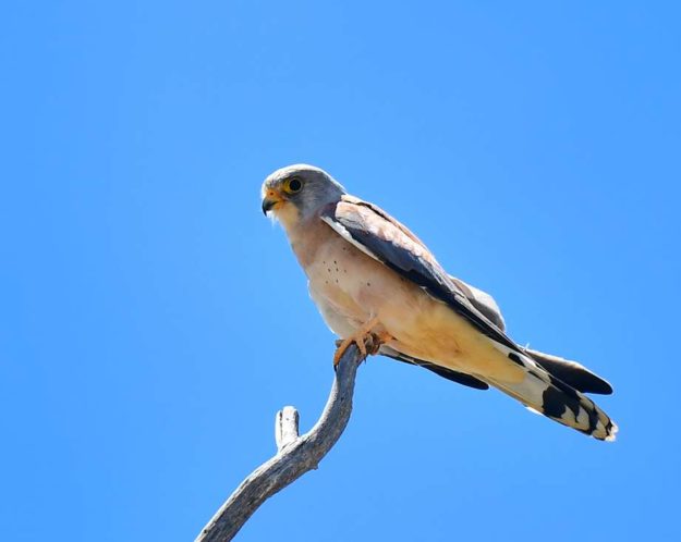 Lesser Kestrel - Barberspan