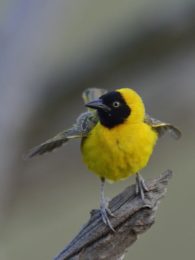 Lesser Masked Weaver - Pilanesberg