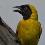 Lesser Masked Weaver 2 - Pilanesberg