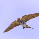 Lesser Striped Swallow - Amanzimtoti
