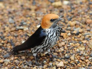 Lesser Striped Swallow - Pilanesberg