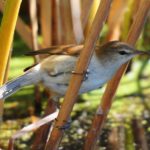 Lesser Swamp Warbler - Marievale