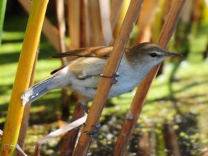 Lesser Swamp Warbler - Marievale