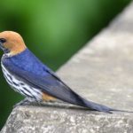 Lesser striped Swallow - Hluhluwe