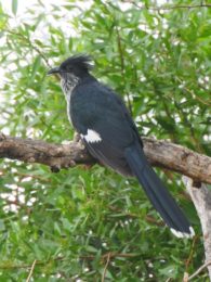 Levaillant's Cuckoo - Magaliesberg