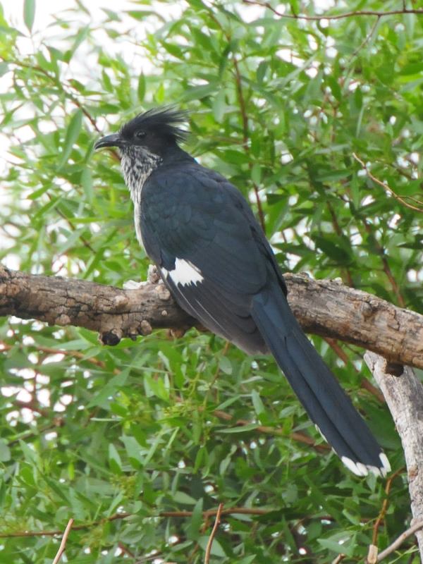 Levaillant's Cuckoo - Magaliesberg