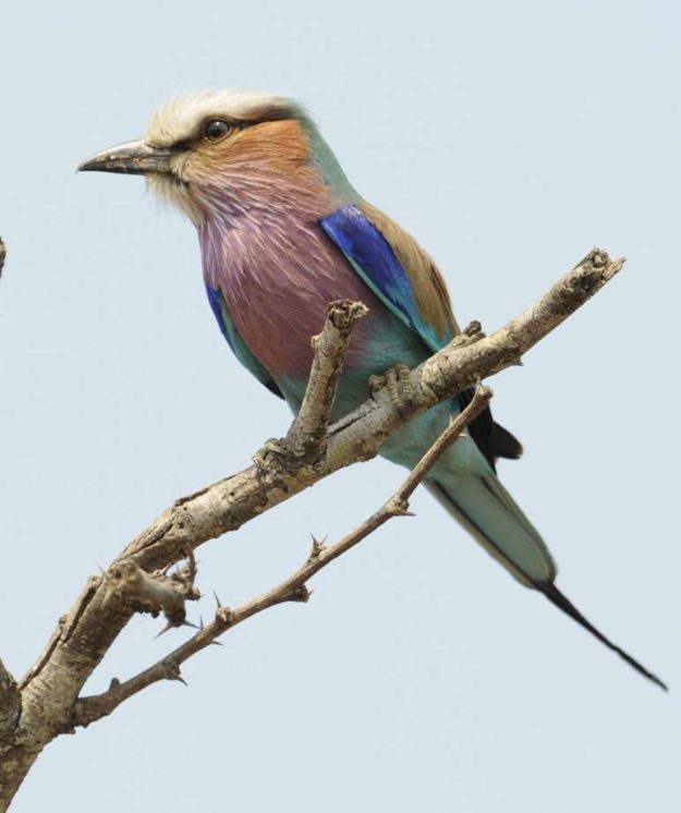Lilac breasted Roller