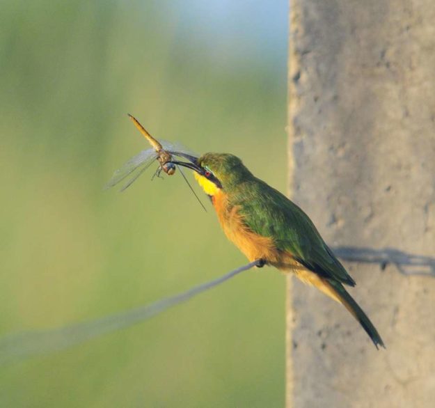 Little Bee-eater - Nchalo
