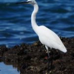 Little Egret - Chidenguele