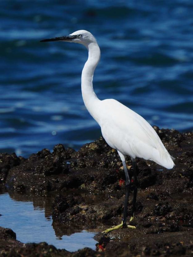 Little Egret - Chidenguele